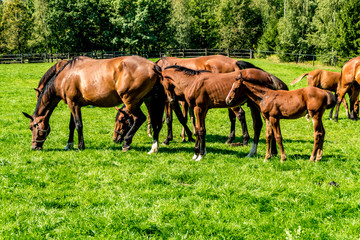 herd of elite horses grazes on the lawn near forest