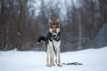 purebred german shepherd at walk in winter