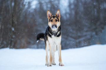 purebred german shepherd at walk in winter