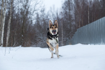 purebred german shepherd at walk in winter