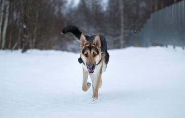 purebred german shepherd at walk in winter