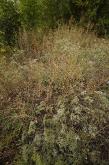 grass in forest