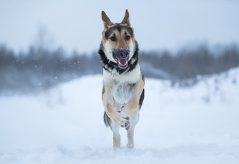 purebred german shepherd at walk in winter