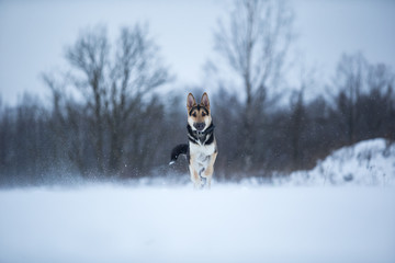 purebred german shepherd at walk in winter