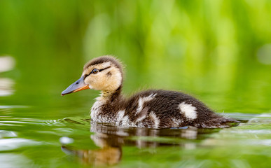 Little Duck