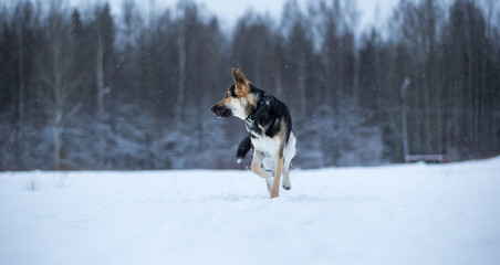 purebred german shepherd at walk in winter