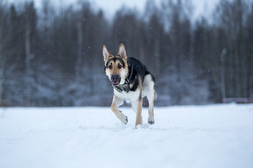 purebred german shepherd at walk in winter