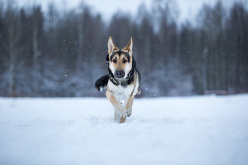 purebred german shepherd at walk in winter