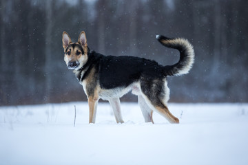 purebred german shepherd at walk in winter