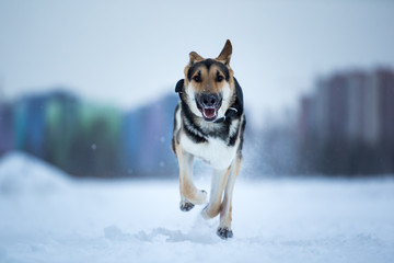 purebred german shepherd at walk in winter