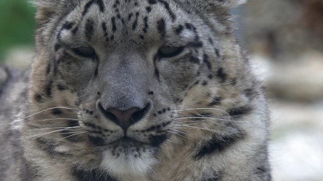 Snow leopard Panthera uncia close up portrait