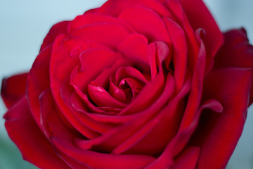 Macro Photo of a Deep Red Rose