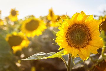 Sunflower field. Sunflower blooming background