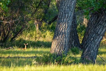 Roe Roe Deer in the wilderness of Alberta in the wilderness of Alberta