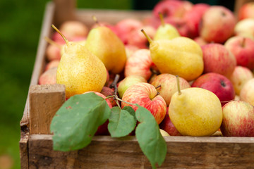 Wooden case with ripe fresh organic fruits from the garden: pears and apples. Autumn, harvest time, brught colors. Eco friendly package, zero waste, no plastic wrap