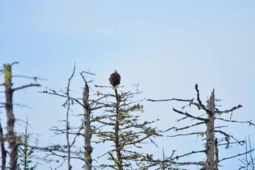 Canadian bald eagle