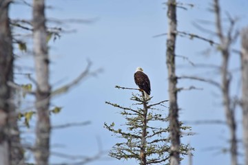 Canadian bald eagle