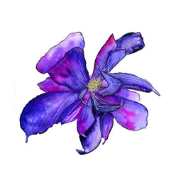 Fototapeta na wymiar Wildflower clematis flower in a watercolor style isolated