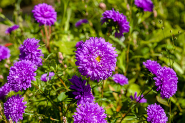 Blue blooming asters, close-up 
