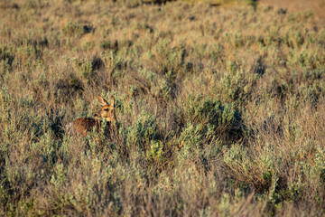Roe Roe Deer in the wilderness of Alberta in the wilderness of Alberta