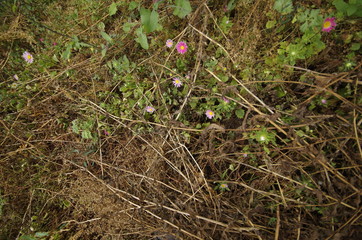 flowers