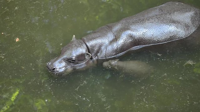 Pygmyhippopotamus is swimming close to its mother.