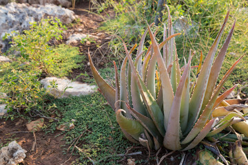 Growing aloe in the wild