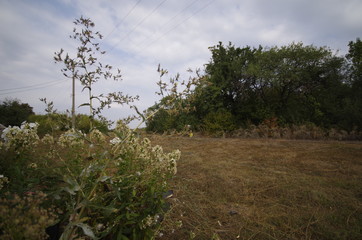 Obraz premium tree in park