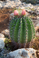 Cactus in the wild. Different flowering cacti