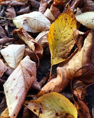 autumn leaves on the ground