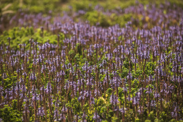 Obraz premium Wild Flowers