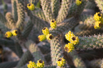 Cactus in the wild. Different flowering cacti