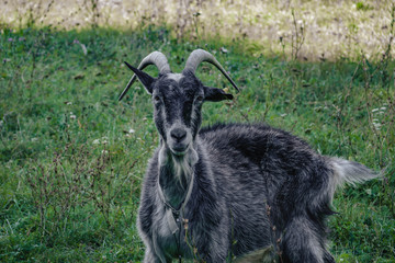Black goats outdoor. Goat in the field.