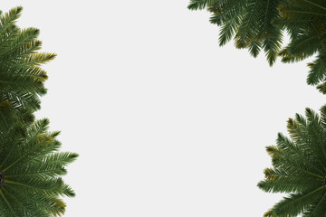 Palm trees isolated. Image useful for banners, posters or photo maipulations. 3d rendering. Illustration