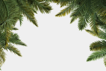 Palm trees isolated. Image useful for banners, posters or photo maipulations. 3d rendering. Illustration