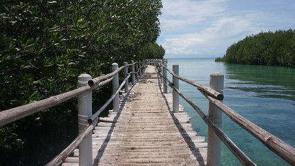 Mangroves boardwalk on lake