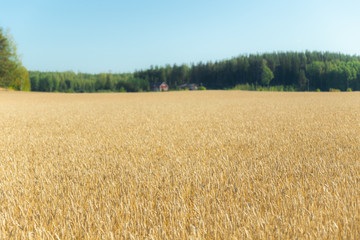 Wheat field on the farm at sunny autumn day