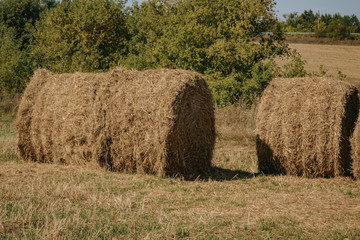 round haystack in a large field. concept of agriculture.