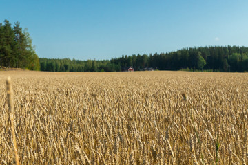 Wheat field on the farm at sunny autumn day
