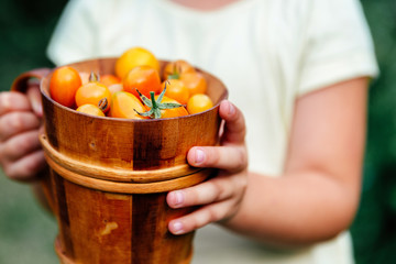 Close up of toddler hands holding wooden cup full of freshly hand picked cherry tomatoes.