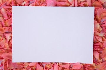 White sheet on pink rose petals 