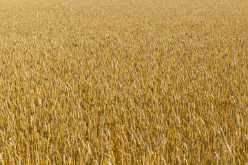 Wheat field on the farm at sunny autumn day