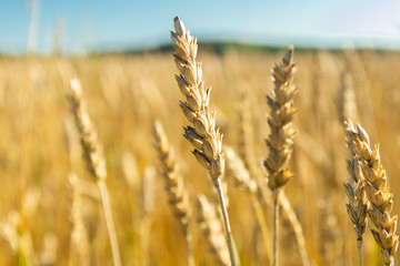 Wheat field on the farm at sunny autumn day