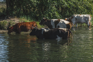 a herd of cows at a watering place near a small river