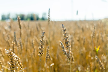 Fototapeta premium Wheat field on the farm at sunny autumn day