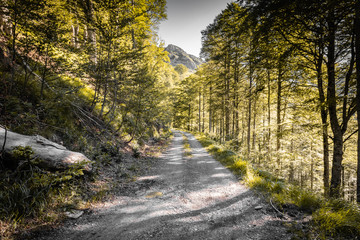 Obraz premium walking on empty mountain forest pathway, alone with nature