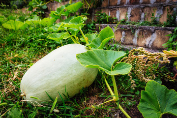 Homegrown green pumpkin in the garden.