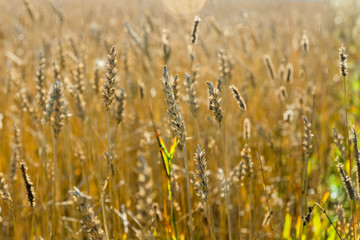 Wheat field on the farm at sunny autumn day