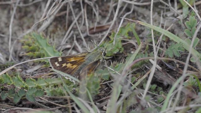 Silver-spotted skipper, Hesperia comm