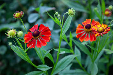 Close-up beautiful fresh red Zinnia graceful flower on a background of green grass grows in a home garden, top view. Flowering garden flowers